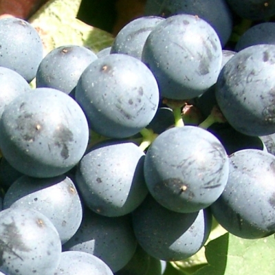 09040155 Sulmer Beeren 3